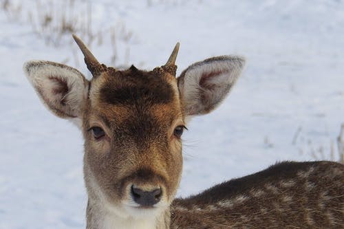 鹿在雪地上的肖像 · 免费素材图片