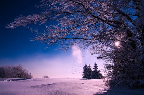 冬季树木免受天空 · 免费素材图片