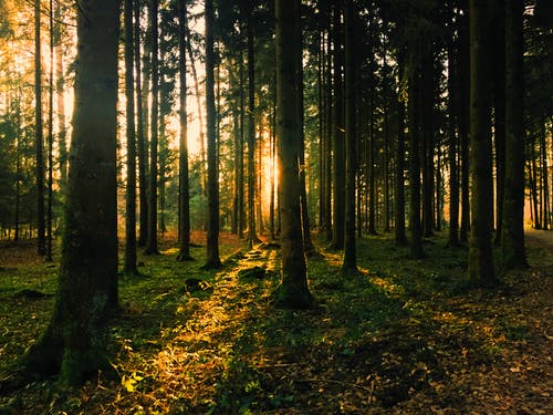 绿叶树木风景摄影 · 免费素材图片