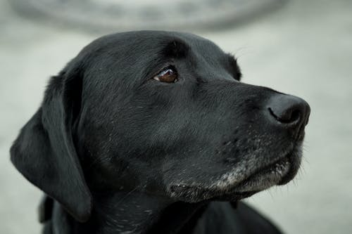 特写摄影黑拉布拉多犬 · 免费素材图片