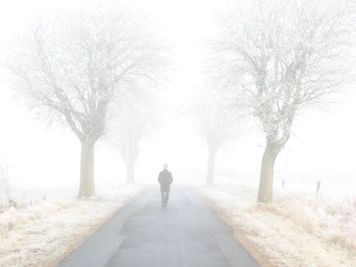 男子站在光秃秃的树木之间的道路上 · 免费素材图片