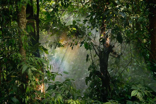 绿色森林 · 免费素材图片