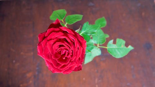 红玫瑰的特写照片 · 免费素材图片