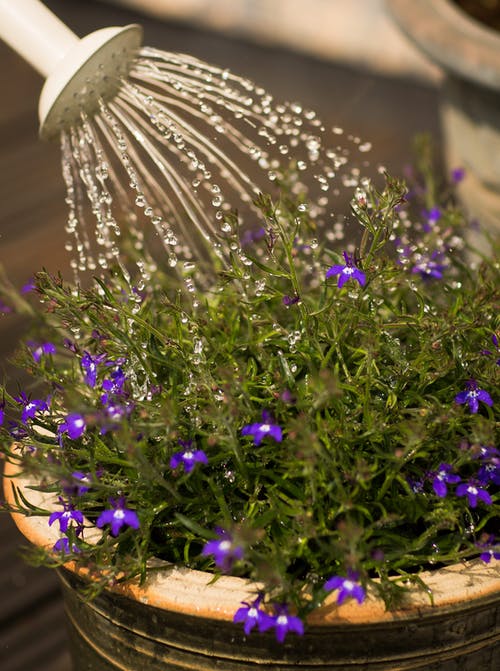 人浇水紫色开花植物 · 免费素材图片