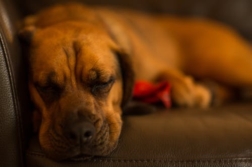 谭狗躺在沙发上的选择性焦点 · 免费素材图片