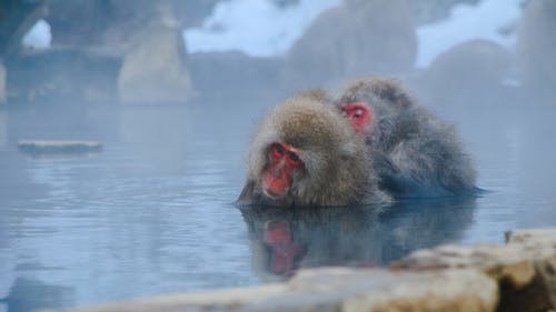 两只猴子部分淹没在水中 · 免费素材图片
