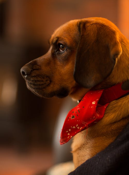 狗戴围巾的摄影 · 免费素材图片