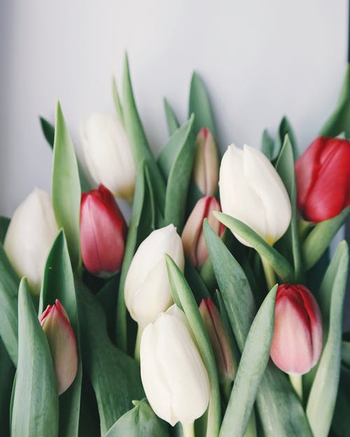 白色和红色的郁金香花的选择性聚焦摄影 · 免费素材图片