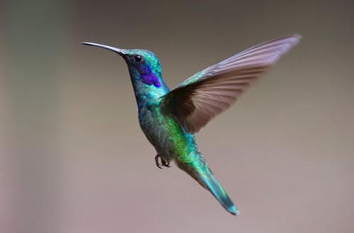 蓝绿色和棕色蜂鸟飞 · 免费素材图片