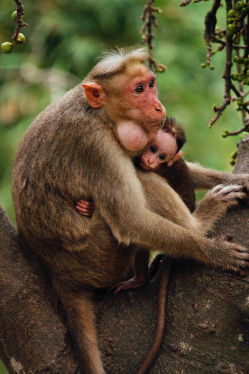两只猴子在树上 · 免费素材图片