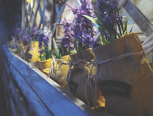 紫色的花朵在窗台上的黄色小袋 · 免费素材图片