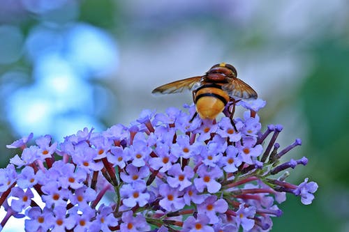大黄蜂昆虫吮吸花蜜在花上 · 免费素材图片