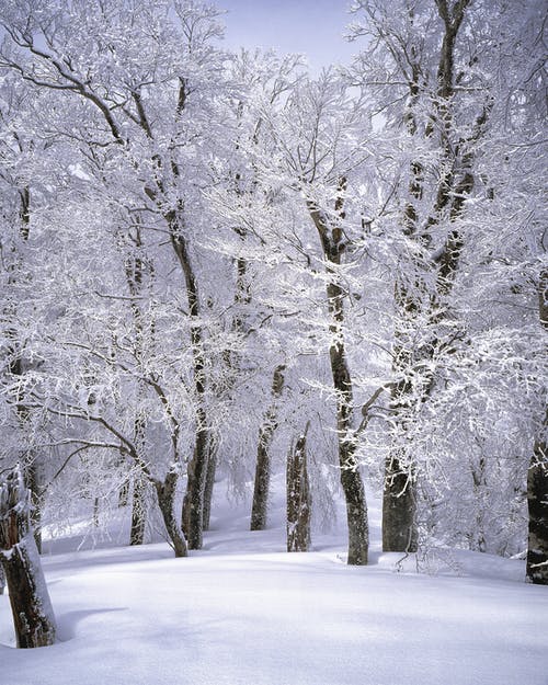 有关下雪的, 公园, 冬天的背景的免费素材图片