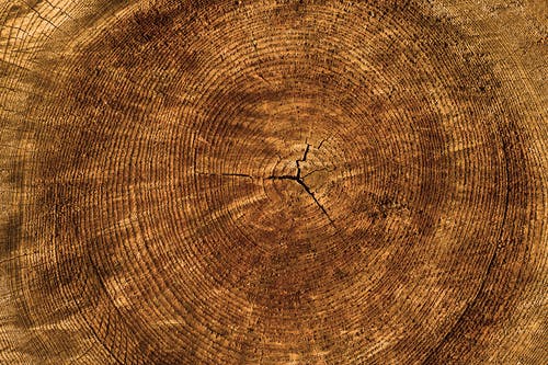棕树原木 · 免费素材图片