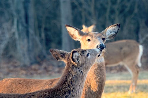 鹿互相亲吻 · 免费素材图片