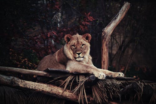 布朗狮子的野生动物摄影 · 免费素材图片