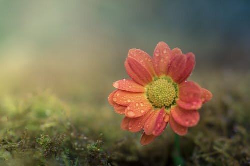 浅粉红色的花焦点 · 免费素材图片