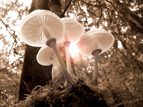 四个白蘑菇的特写 · 免费素材图片