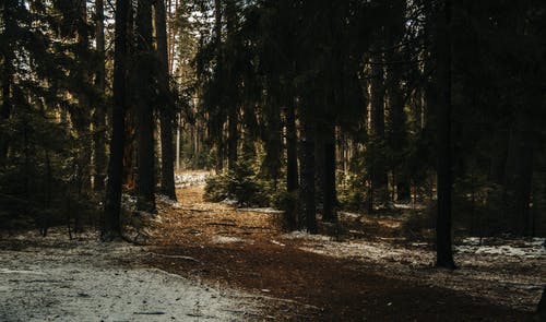 林木风景摄影 · 免费素材图片