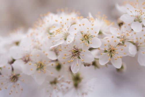 白色花瓣花的特写照片 · 免费素材图片