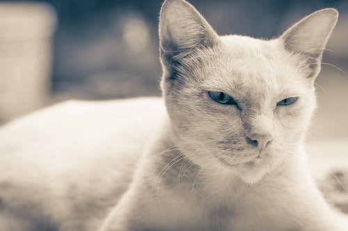 短毛猫的选择性聚焦照片 · 免费素材图片