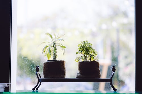 窗口附近的绿叶植物 · 免费素材图片