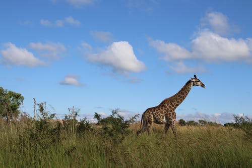 长颈鹿站在绿色的草地上 · 免费素材图片
