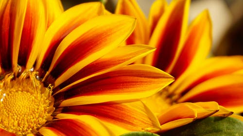 两朵黄色的花的特写 · 免费素材图片
