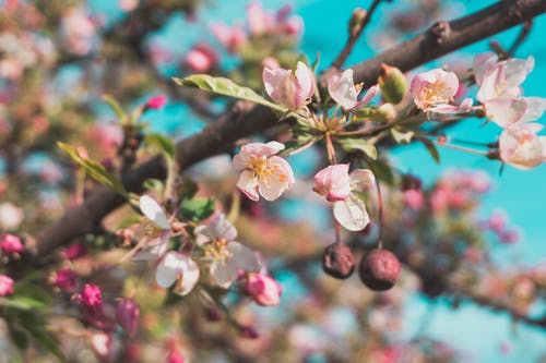 白色和粉红色的花瓣花的选择性焦点照片 · 免费素材图片