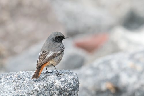 黑色和棕色短喙鸟的选择性聚焦照片 · 免费素材图片
