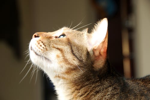 棕色虎斑猫的特写 · 免费素材图片