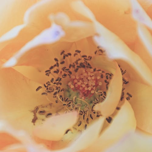 米色花瓣花 · 免费素材图片