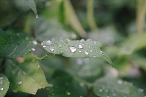 绿叶的散景摄影 · 免费素材图片