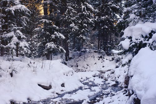 雪包围的绿树 · 免费素材图片