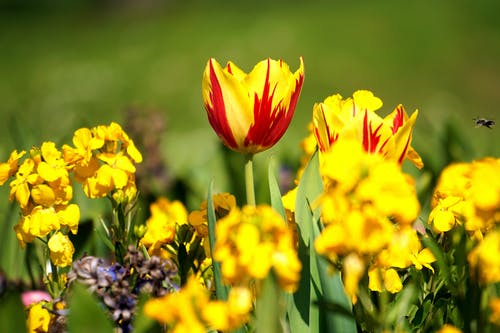黄色簇花的选择性聚焦摄影 · 免费素材图片