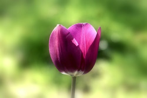 紫色花 · 免费素材图片