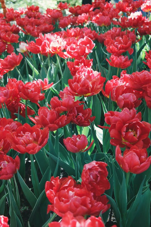 红色花瓣花园 · 免费素材图片