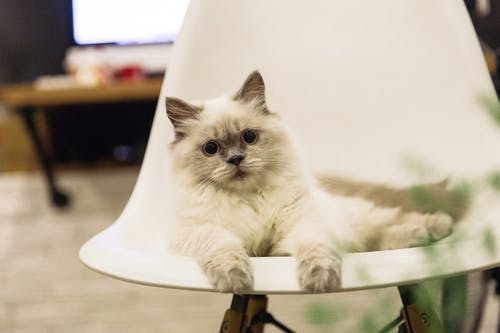 短毛白猫在椅子上 · 免费素材图片