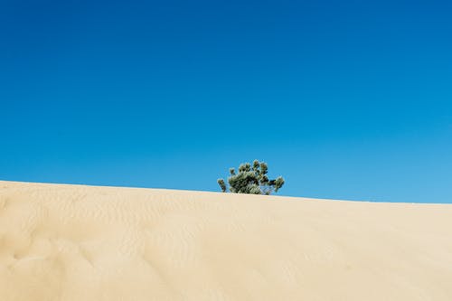 在沙漠中间的绿叶树 · 免费素材图片