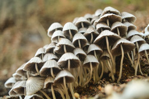 白蘑菇的特写照片 · 免费素材图片