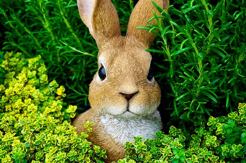棕兔雕像 · 免费素材图片