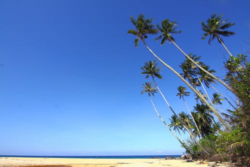 绿色椰子树 · 免费素材图片