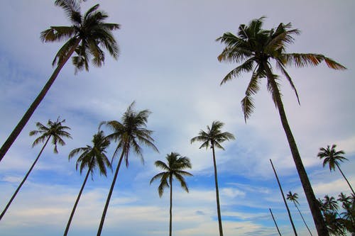 椰子树的广角摄影 · 免费素材图片