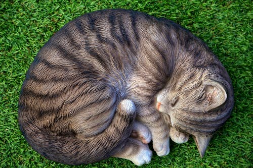 躺在绿草地上的猫 · 免费素材图片