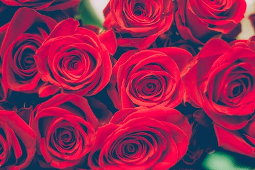 红玫瑰花束的选择性聚焦摄影 · 免费素材图片
