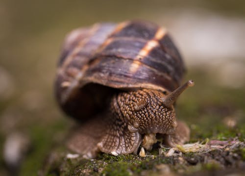 蜗牛的浅焦点摄影 · 免费素材图片