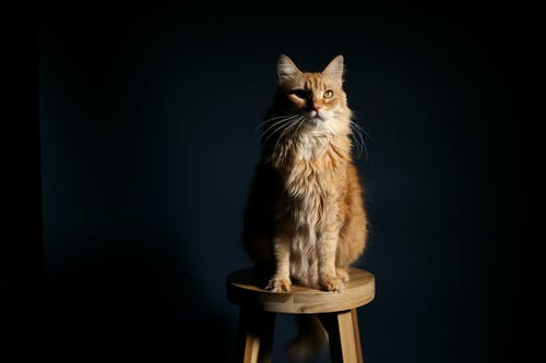 棕色猫在木凳椅上 · 免费素材图片