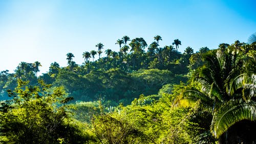 绿树 · 免费素材图片