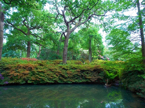 树木环绕的池塘 · 免费素材图片