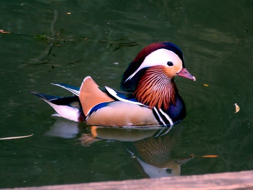 蓝色和棕色的鸭子 · 免费素材图片
